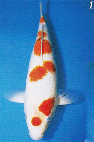 Picture of Koi