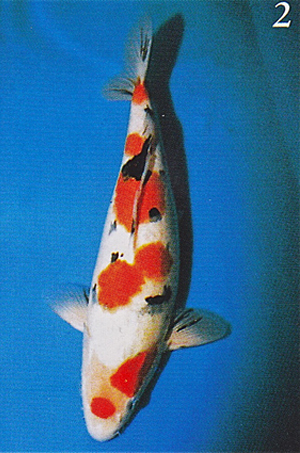Picture of Koi 1