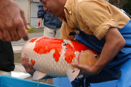 How do they Harvest Big Koi Fish in Japan? 