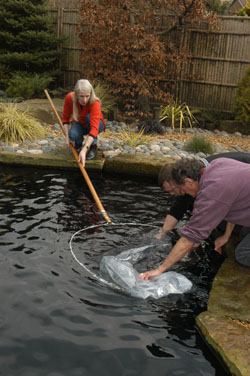 Matsuda Koi Nets