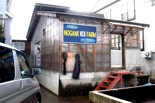 Nogami Koi farm