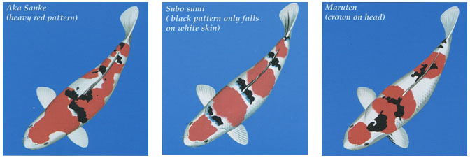 SANKE - A white-based Koi with red and black patterns
