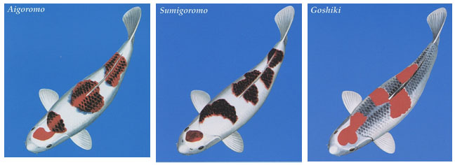‘KOROMO’ – This is a show classification term given today to Ai-Goromo; Sumi- Goromo; Budo-Goromo; Sumigoromo-Goshiki and Goshiki varieties.