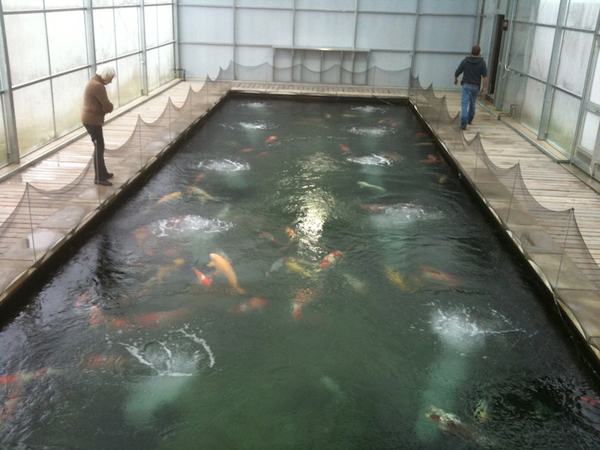 130 Koi in the inside pond