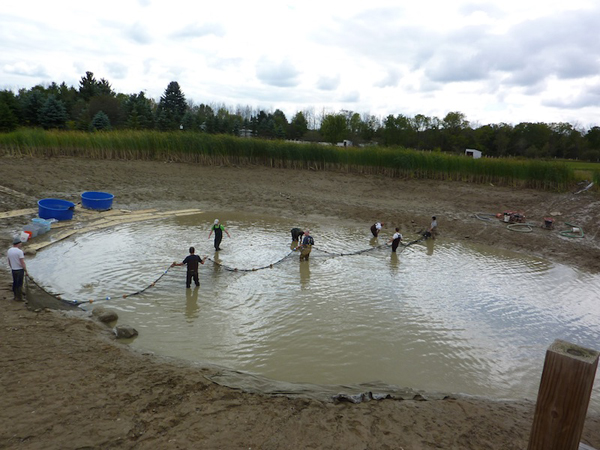 Harvest net was eventually stretched across the mud pond