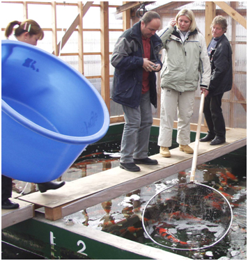 Japanese indoor, heated Koi house used for sales and over-wintering of stocks