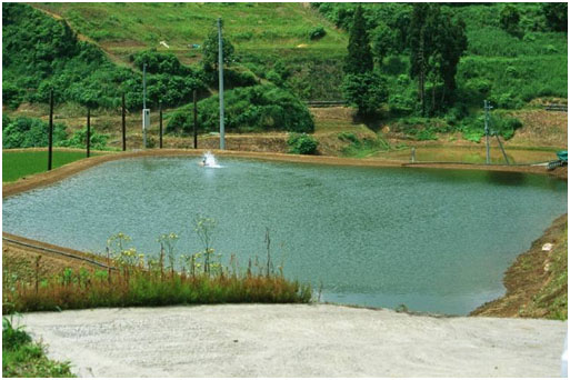 Typical Japanese field pond in summer with supplementary aeration by paddle