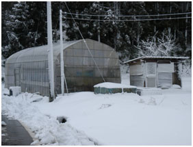 Teradomari town and shows a ‘polytunnel’ Koi house. 