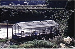 Koi houses seemed to be springing up in all parts of Yamakoshi