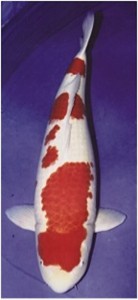 ‘Koi ‘99’ Supreme Champion.