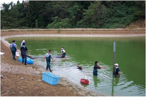 Koi were taken to the trucks in vinyl bags as the cameras clicked merrily away 