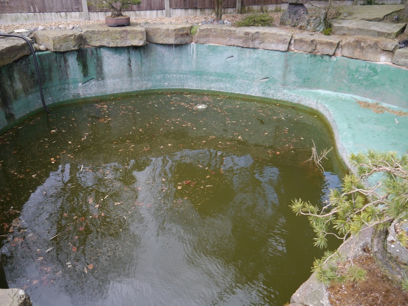 Peter Waddington Koi Pond