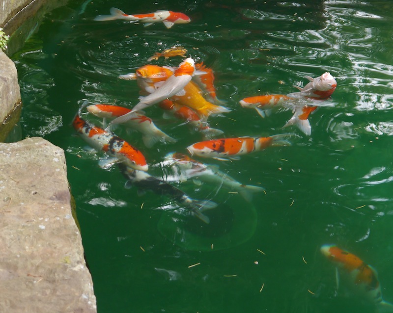 Koi in Pond