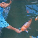Dr. Koshihara feeding his world-famous pet carp