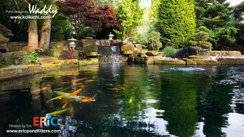 Peter Waddington Koi Pond