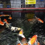 A well-organised, professional Koi outlet today – Cascade Water Gardens. A well-organised, professional Koi outlet today – Cascade Water Gardens.