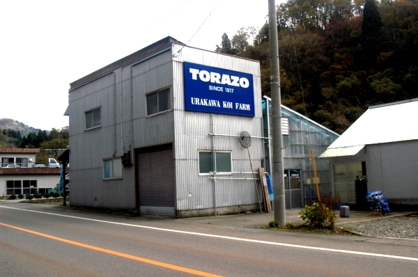 Torazo Koi