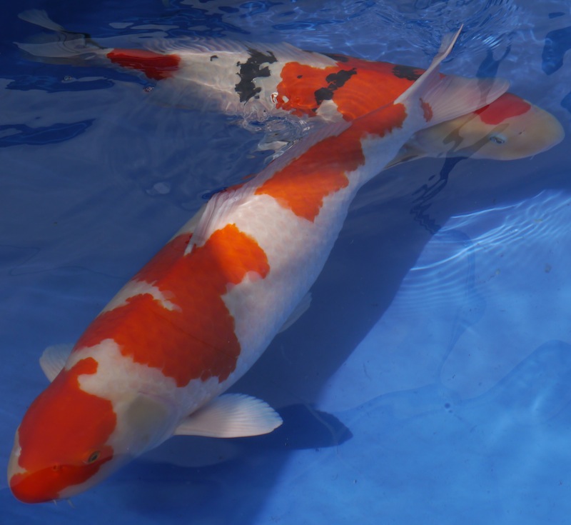 South East Koi Show Champion Kohaku supplied by Peter Waddington