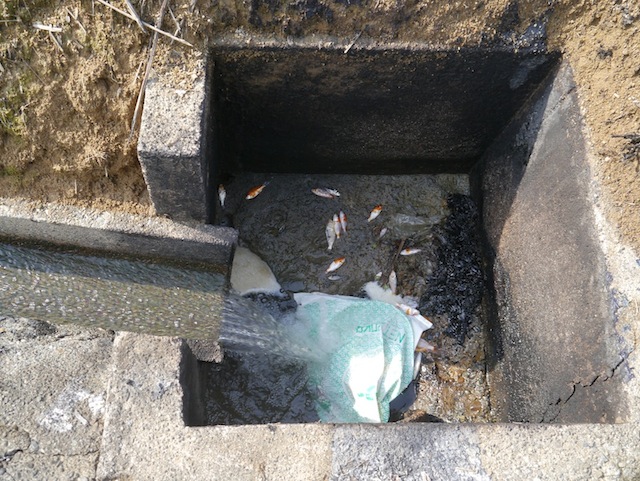 Baby koi in drain