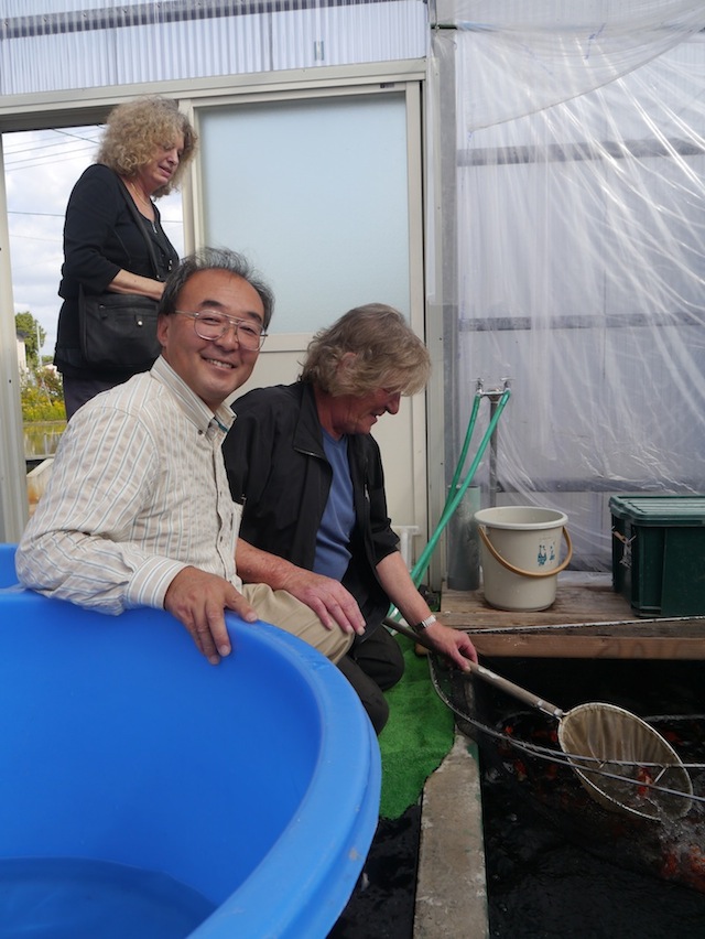 Peter Waddington selecting koi