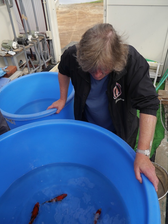 Peter Waddington selecting koi 3