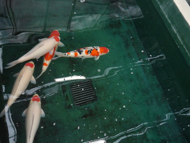 Cull” Koi are a Treasured Gift - POND Trade Magazine