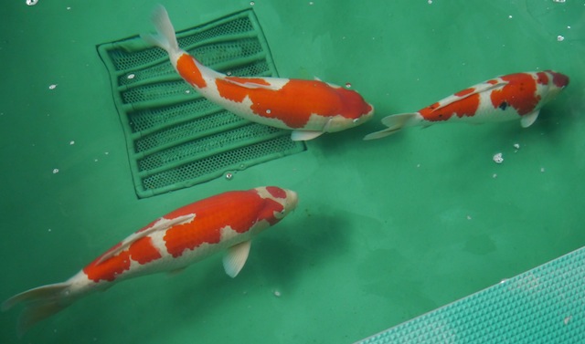 Kohaku in pond