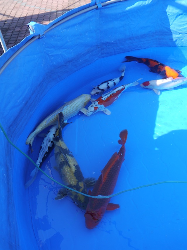  entry pond with some unusual varieties.