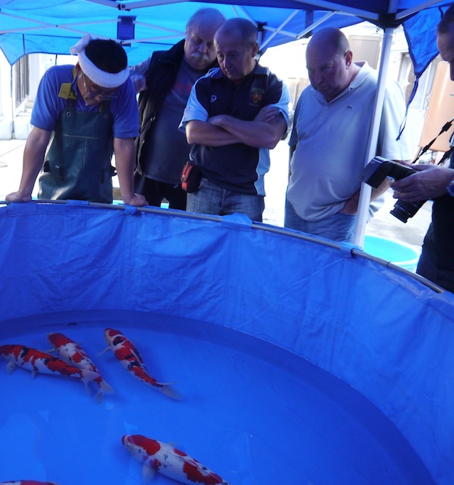 People looking round koi