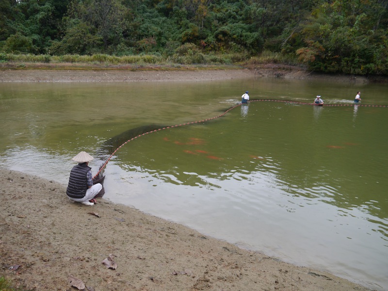 Toshiyuki is on the bank of the pond holding one end of the net