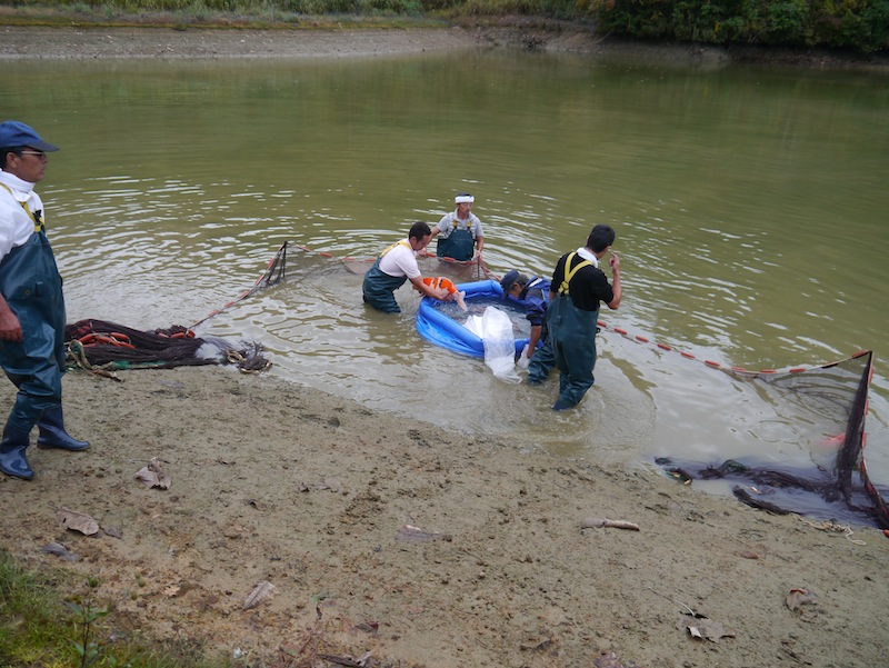 Harvesting koi in japan peter waddington