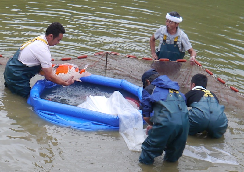 Harvesting koi in japan peter waddington 1