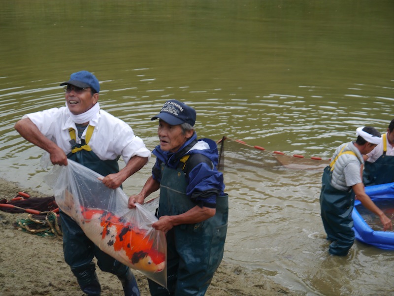 Harvesting koi in japan peter waddington 2