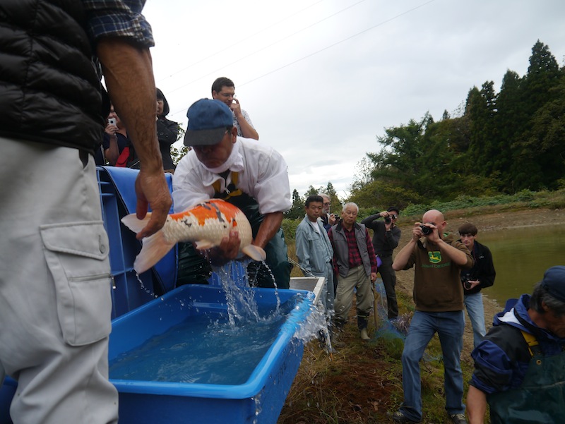 Harvesting koi in japan peter waddington 3