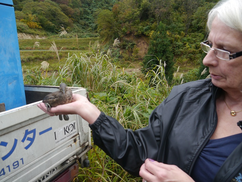 Hil Waddington with baby bird near koi mud pond