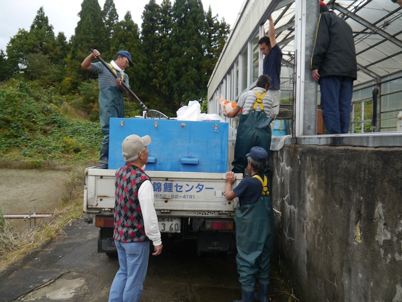 Harvested koi being placed into ponds