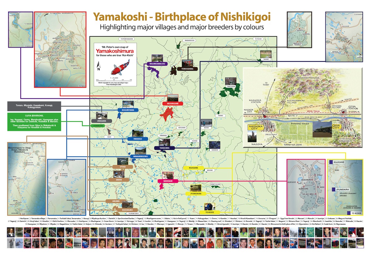 Yamakoshi - Birthplace of Nishikigoi